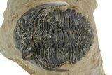 Bargain, Hollardops Trilobite - Foum Zguid, Morocco #363175-2
